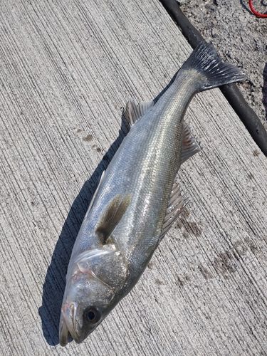 スズキの釣果