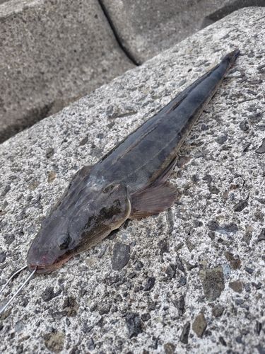 マゴチの釣果