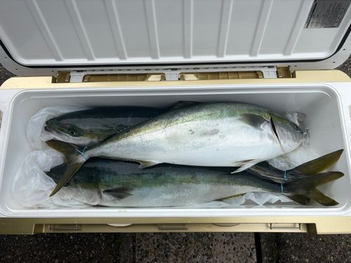ブリの釣果