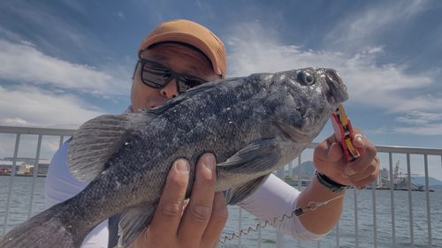 クロソイの釣果