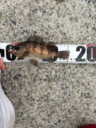 メバルの釣果