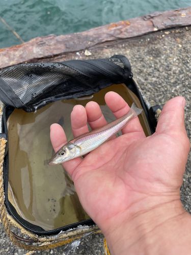 キスの釣果