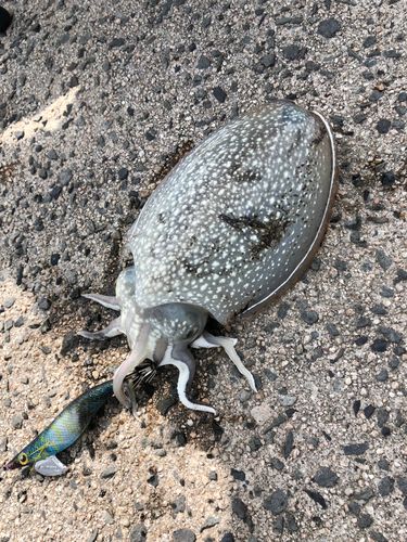 シリヤケイカの釣果