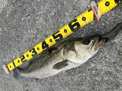 スズキの釣果