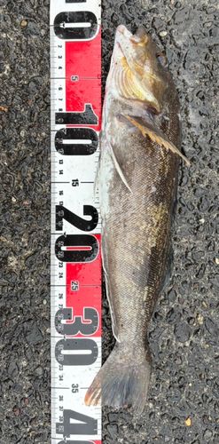 アイナメの釣果