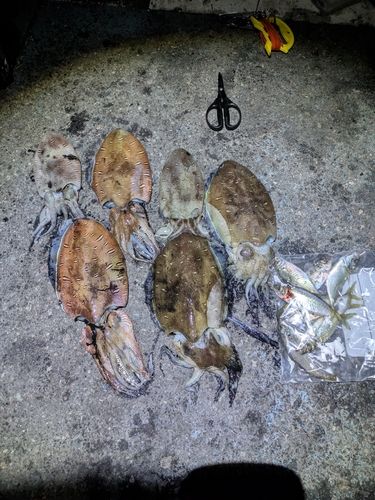 釣果