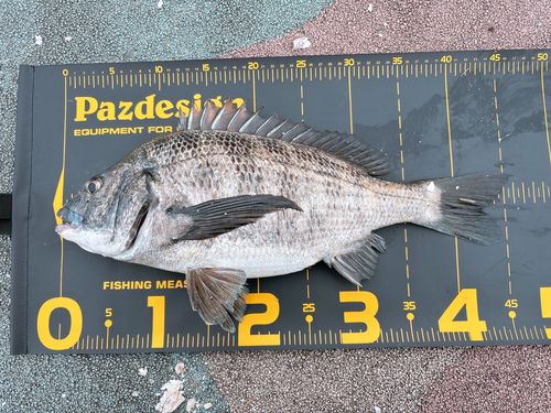 チヌの釣果