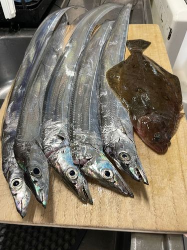 タチウオの釣果