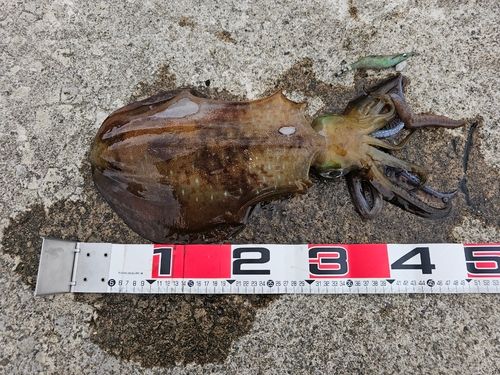 アオリイカの釣果