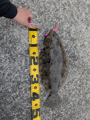 ヒラメの釣果