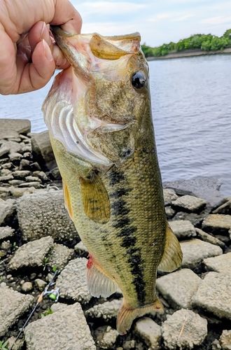 ラージマウスバスの釣果