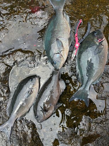 グレの釣果