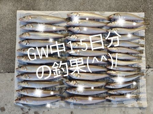キスの釣果
