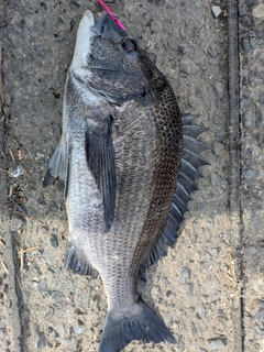 クロダイの釣果