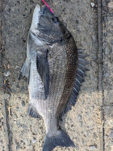 クロダイの釣果
