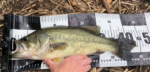 ラージマウスバスの釣果