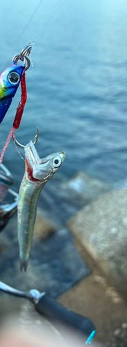 イワシの釣果
