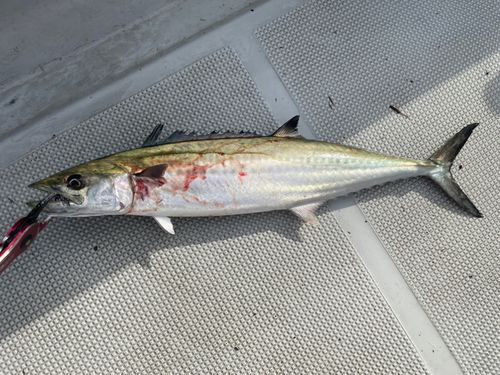 サゴシの釣果