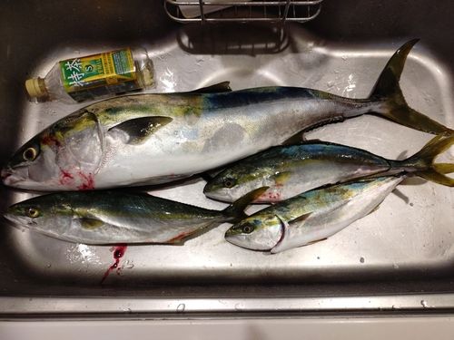 ワラサの釣果