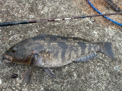 アイナメの釣果