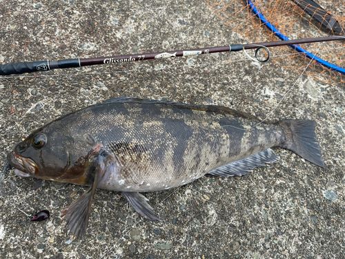アイナメの釣果