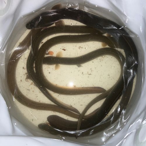 ウナギの釣果