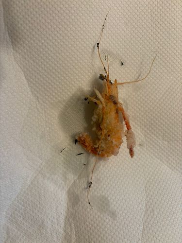 テナガエビの釣果