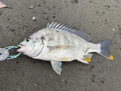 キビレの釣果