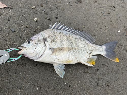 キビレの釣果