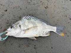 キビレの釣果