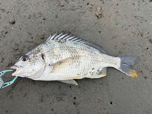 キビレの釣果