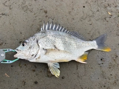 キビレの釣果