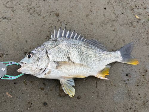 キビレの釣果