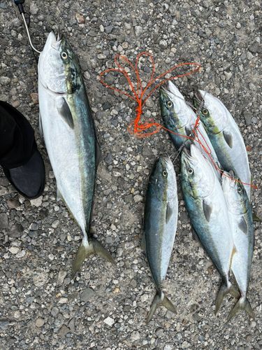 ブリの釣果