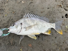 キビレの釣果