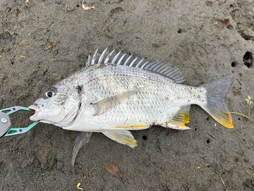 キビレの釣果