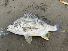 キビレの釣果