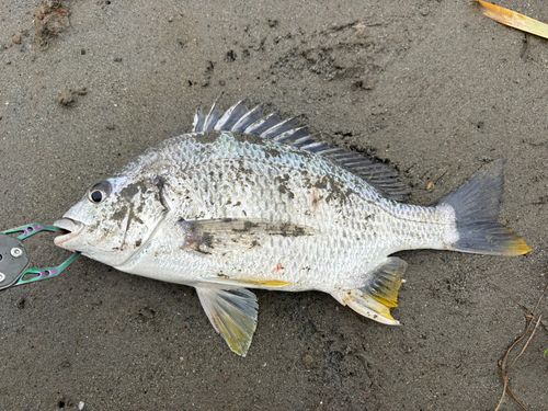 キビレの釣果