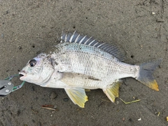 キビレの釣果