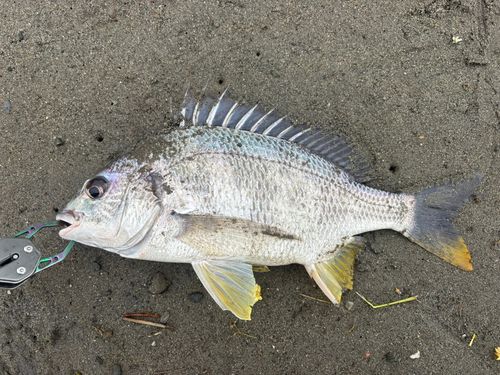 キビレの釣果