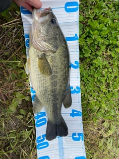 ラージマウスバスの釣果