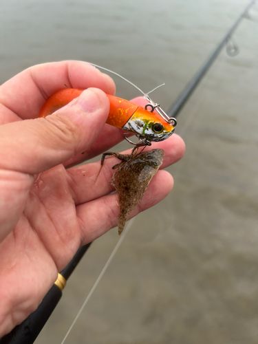 ソゲの釣果