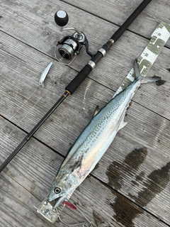 サゴシの釣果