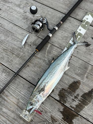 サゴシの釣果