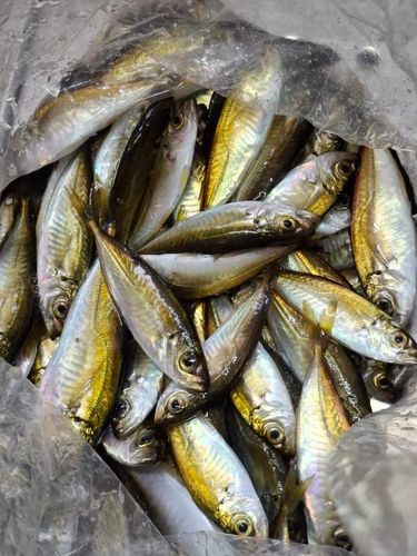 マアジの釣果