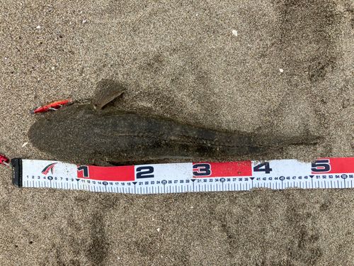 コチの釣果