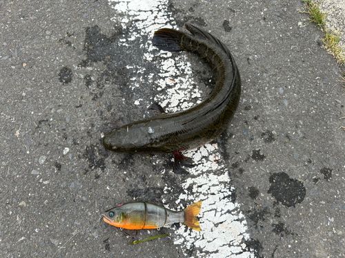 ライギョの釣果