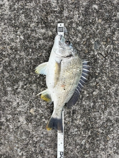 キチヌの釣果