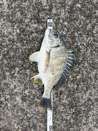 キチヌの釣果
