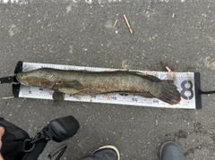 ライギョの釣果